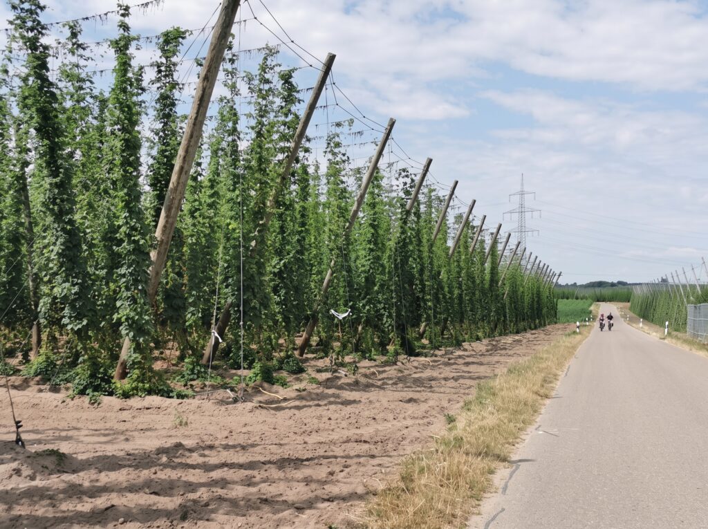 Der Weg nach Weltenburg führt auch durch die Hallertau, die mit einer Gesamtfläche von rund 2400 Quadratmetern das größte zusammenhängende Hopfenanbaugebiet der Welt ist.