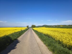 Rapsblüte im Maifeld.